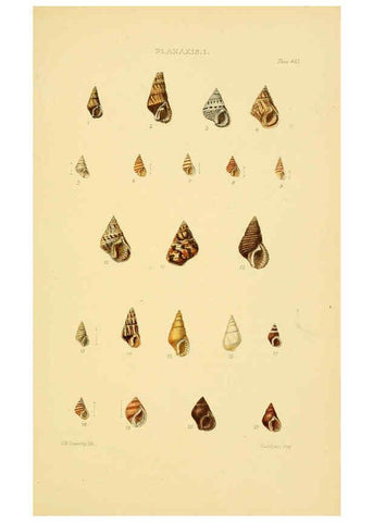 Reproducción/Reproduction 6103402398: Thesaurus conchyliorum, or, Monographs of genera of shells v.5 plates. London :Sowerby ...,1847-1887