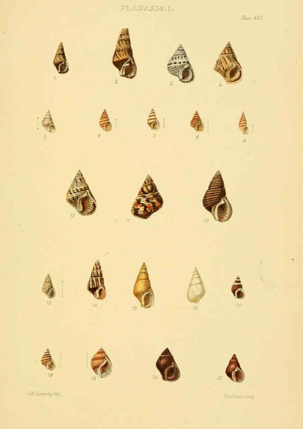 Reproducción/Reproduction 6103402398: Thesaurus conchyliorum, or, Monographs of genera of shells v.5 plates. London :Sowerby ...,1847-1887