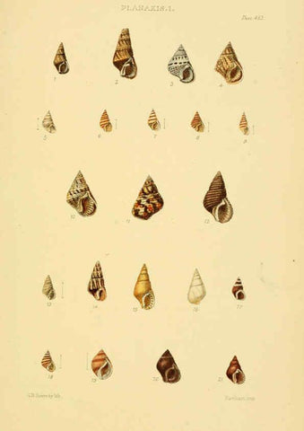 Reproducción/Reproduction 6103402398: Thesaurus conchyliorum, or, Monographs of genera of shells v.5 plates. London :Sowerby ...,1847-1887
