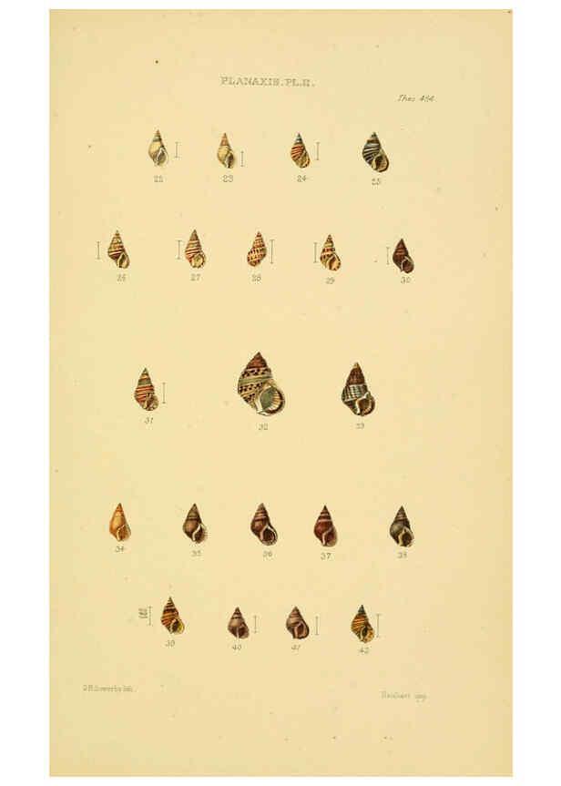 Reproducción/Reproduction 6103402598: Thesaurus conchyliorum, or, Monographs of genera of shells v.5 plates. London :Sowerby ...,1847-1887