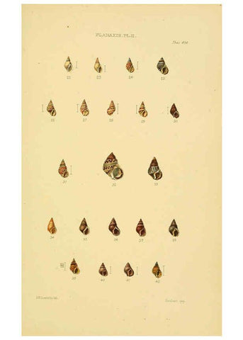 Reproducción/Reproduction 6103402598: Thesaurus conchyliorum, or, Monographs of genera of shells v.5 plates. London :Sowerby ...,1847-1887