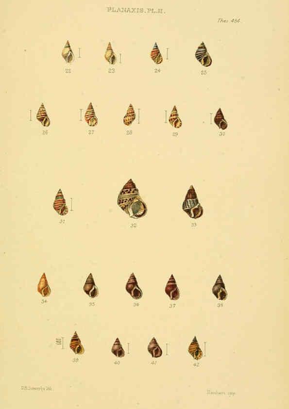 Reproducción/Reproduction 6103402598: Thesaurus conchyliorum, or, Monographs of genera of shells v.5 plates. London :Sowerby ...,1847-1887