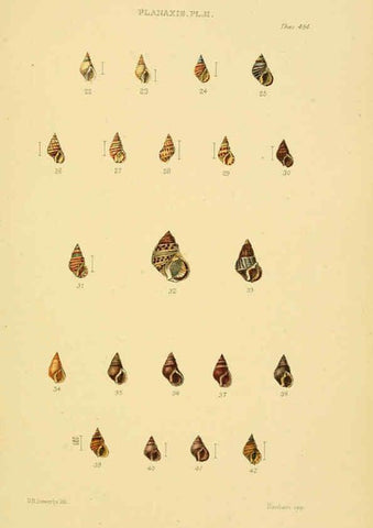 Reproducción/Reproduction 6103402598: Thesaurus conchyliorum, or, Monographs of genera of shells v.5 plates. London :Sowerby ...,1847-1887