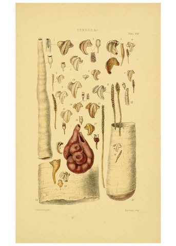 Reproducción/Reproduction 6102853019: Thesaurus conchyliorum, or, Monographs of genera of shells v.5 plates. London :Sowerby ...,1847-1887