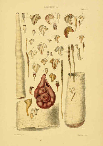 Reproducción/Reproduction 6102853019: Thesaurus conchyliorum, or, Monographs of genera of shells v.5 plates. London :Sowerby ...,1847-1887