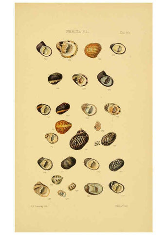 Reproducción/Reproduction 6102852721: Thesaurus conchyliorum, or, Monographs of genera of shells v.5 plates. London :Sowerby ...,1847-1887