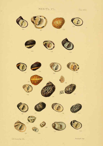 Reproducción/Reproduction 6102852721: Thesaurus conchyliorum, or, Monographs of genera of shells v.5 plates. London :Sowerby ...,1847-1887