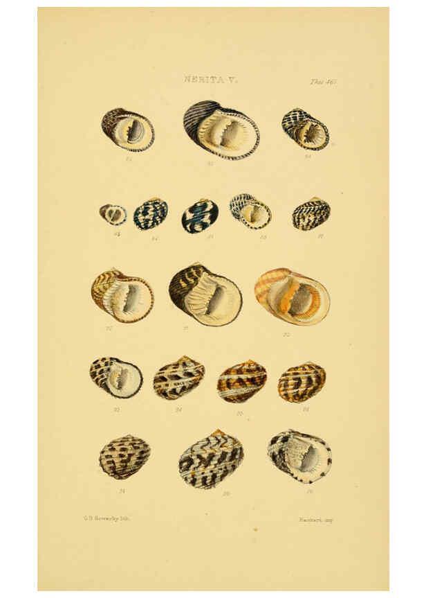 Reproducción/Reproduction 6102852563: Thesaurus conchyliorum, or, Monographs of genera of shells v.5 plates. London :Sowerby ...,1847-1887