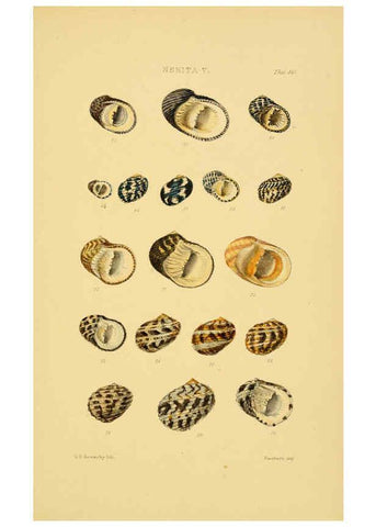 Reproducción/Reproduction 6102852563: Thesaurus conchyliorum, or, Monographs of genera of shells v.5 plates. London :Sowerby ...,1847-1887