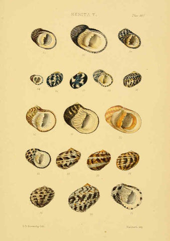 Reproducción/Reproduction 6102852563: Thesaurus conchyliorum, or, Monographs of genera of shells v.5 plates. London :Sowerby ...,1847-1887