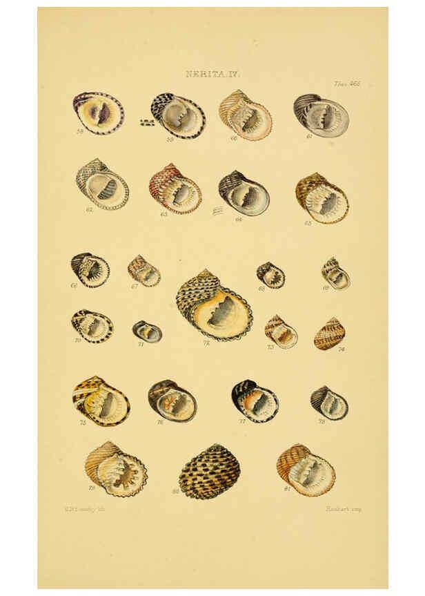 Reproducción/Reproduction 6102852285: Thesaurus conchyliorum, or, Monographs of genera of shells v.5 plates. London :Sowerby ...,1847-1887
