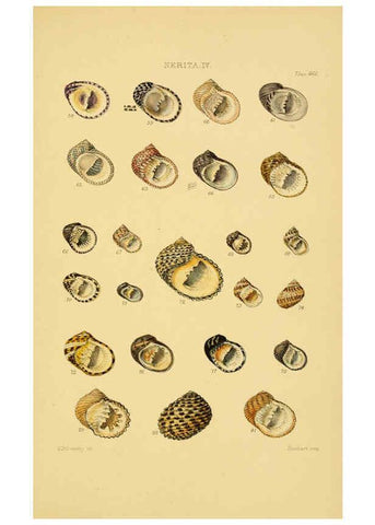 Reproducción/Reproduction 6102852285: Thesaurus conchyliorum, or, Monographs of genera of shells v.5 plates. London :Sowerby ...,1847-1887
