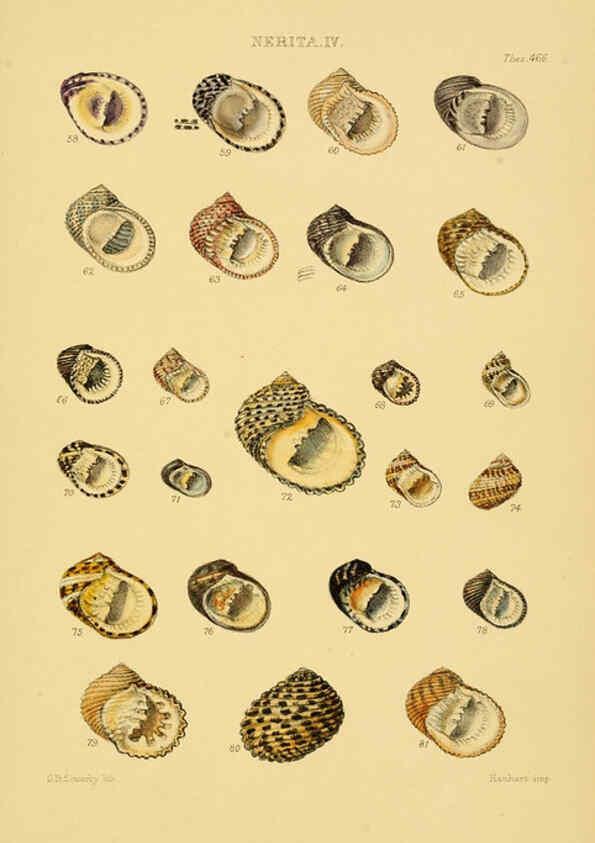 Reproducción/Reproduction 6102852285: Thesaurus conchyliorum, or, Monographs of genera of shells v.5 plates. London :Sowerby ...,1847-1887