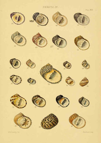 Reproducción/Reproduction 6102852285: Thesaurus conchyliorum, or, Monographs of genera of shells v.5 plates. London :Sowerby ...,1847-1887