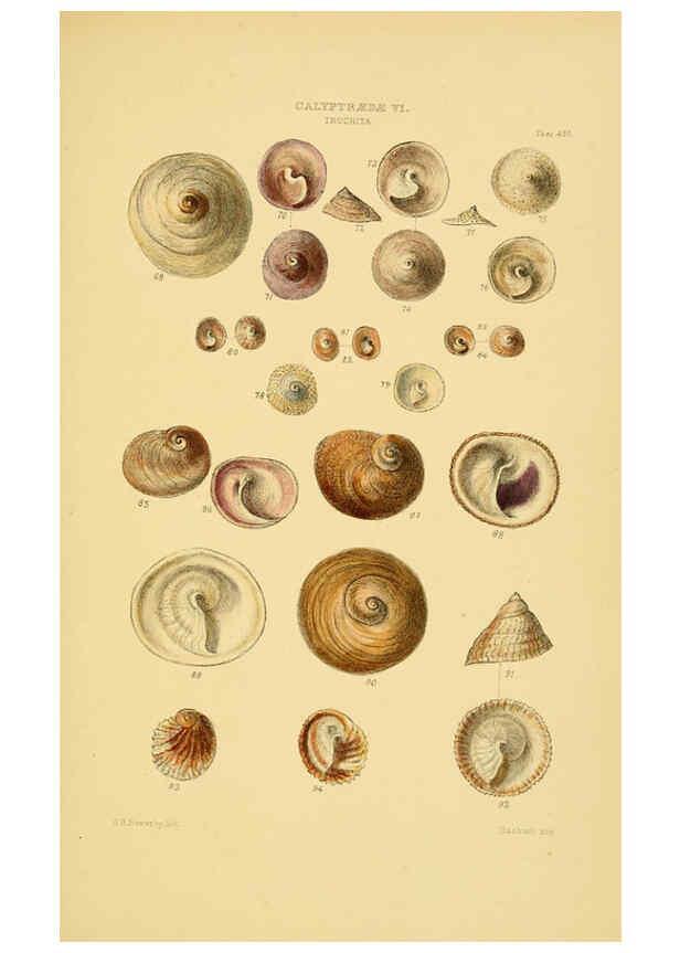 Reproducción/Reproduction 6103394512: Thesaurus conchyliorum, or, Monographs of genera of shells v.5 plates. London :Sowerby ...,1847-1887