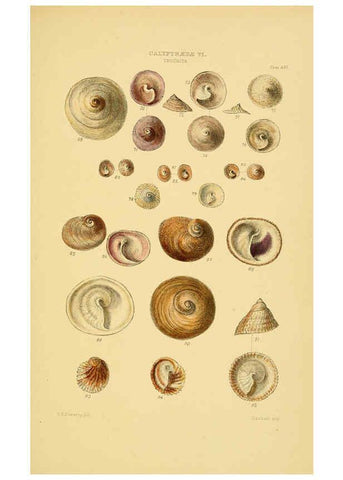 Reproducción/Reproduction 6103394512: Thesaurus conchyliorum, or, Monographs of genera of shells v.5 plates. London :Sowerby ...,1847-1887