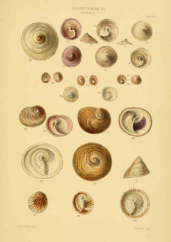 Reproducción/Reproduction 6103394512: Thesaurus conchyliorum, or, Monographs of genera of shells v.5 plates. London :Sowerby ...,1847-1887