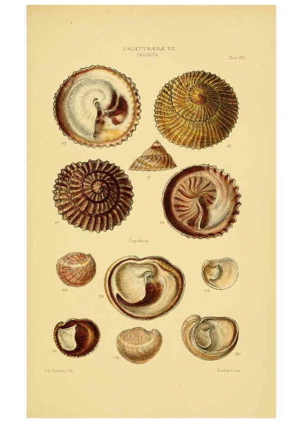 Reproducción/Reproduction 6103394832: Thesaurus conchyliorum, or, Monographs of genera of shells v.5 plates. London :Sowerby ...,1847-1887