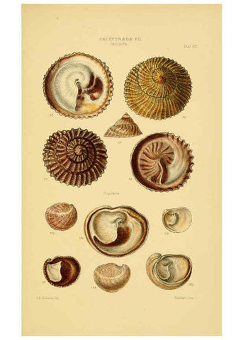 Reproducción/Reproduction 6103394832: Thesaurus conchyliorum, or, Monographs of genera of shells v.5 plates. London :Sowerby ...,1847-1887