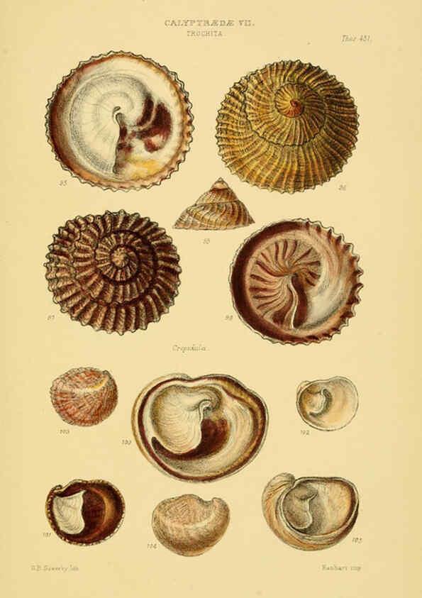 Reproducción/Reproduction 6103394832: Thesaurus conchyliorum, or, Monographs of genera of shells v.5 plates. London :Sowerby ...,1847-1887