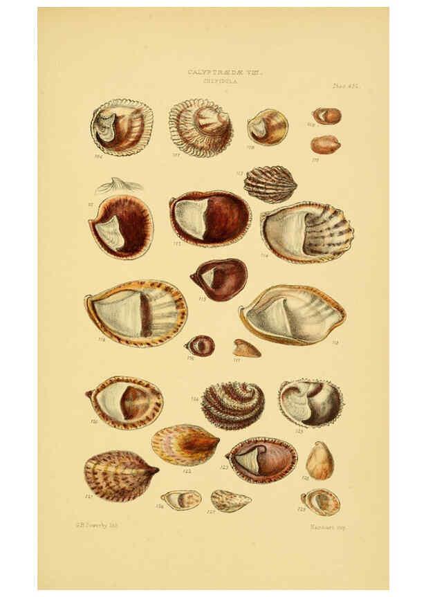 Reproducción/Reproduction 6103395076: Thesaurus conchyliorum, or, Monographs of genera of shells v.5 plates. London :Sowerby ...,1847-1887