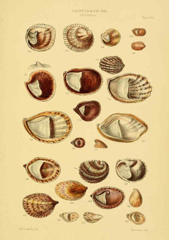 Reproducción/Reproduction 6103395076: Thesaurus conchyliorum, or, Monographs of genera of shells v.5 plates. London :Sowerby ...,1847-1887