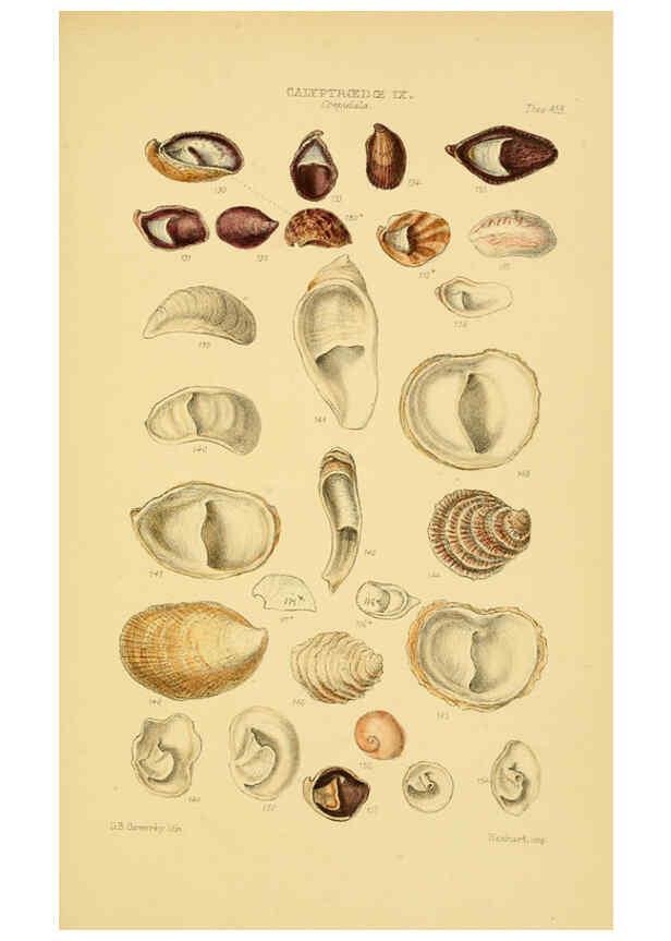 Reproducción/Reproduction 6103395362: Thesaurus conchyliorum, or, Monographs of genera of shells v.5 plates. London :Sowerby ...,1847-1887