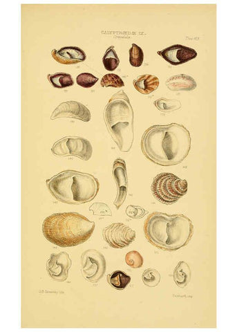 Reproducción/Reproduction 6103395362: Thesaurus conchyliorum, or, Monographs of genera of shells v.5 plates. London :Sowerby ...,1847-1887