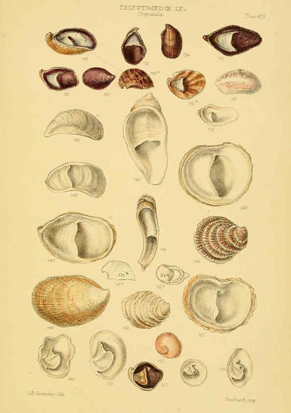 Reproducción/Reproduction 6103395362: Thesaurus conchyliorum, or, Monographs of genera of shells v.5 plates. London :Sowerby ...,1847-1887