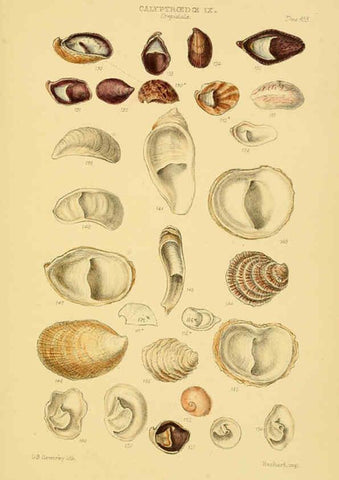 Reproducción/Reproduction 6103395362: Thesaurus conchyliorum, or, Monographs of genera of shells v.5 plates. London :Sowerby ...,1847-1887