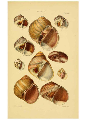 Reproducción/Reproduction 6103395620: Thesaurus conchyliorum, or, Monographs of genera of shells v.5 plates. London :Sowerby ...,1847-1887