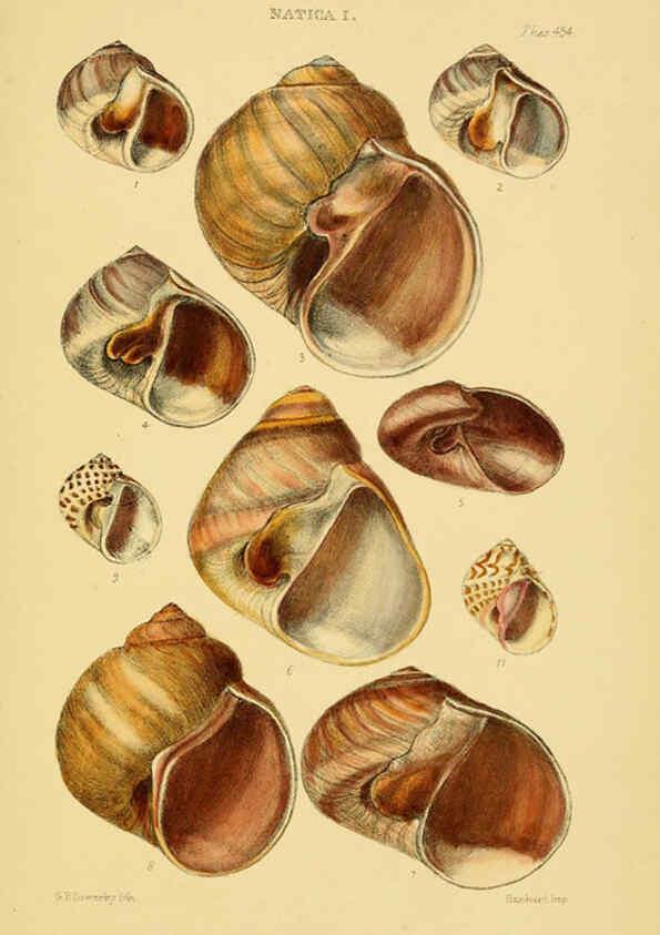Reproducción/Reproduction 6103395620: Thesaurus conchyliorum, or, Monographs of genera of shells v.5 plates. London :Sowerby ...,1847-1887
