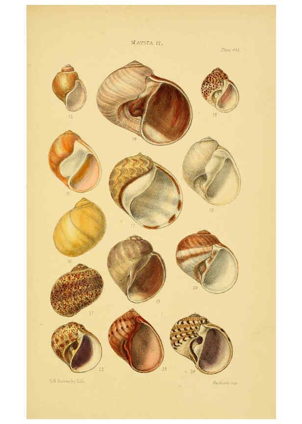 Reproducción/Reproduction 6103395818: Thesaurus conchyliorum, or, Monographs of genera of shells v.5 plates. London :Sowerby ...,1847-1887