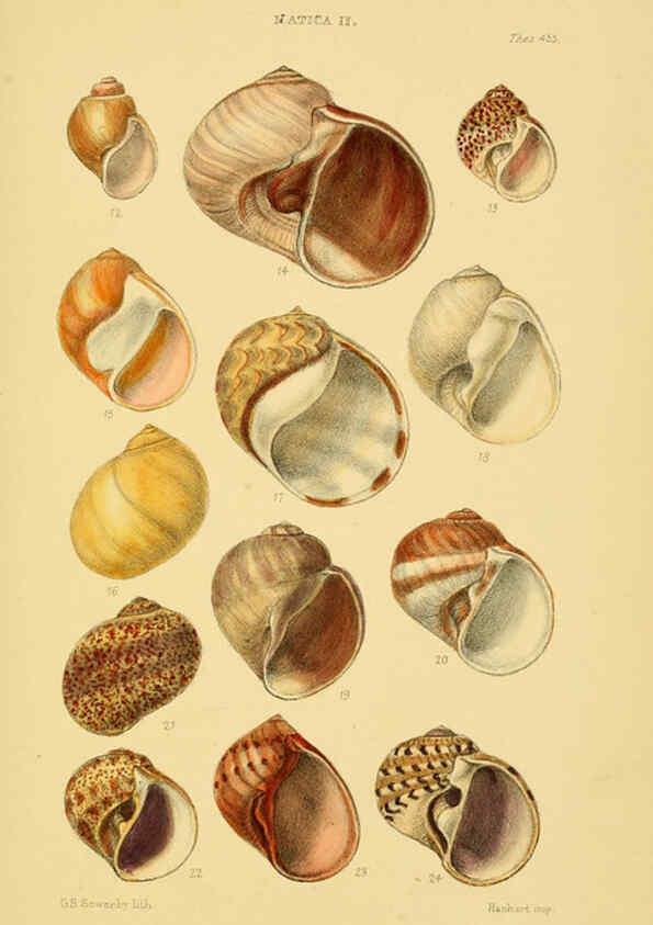 Reproducción/Reproduction 6103395818: Thesaurus conchyliorum, or, Monographs of genera of shells v.5 plates. London :Sowerby ...,1847-1887