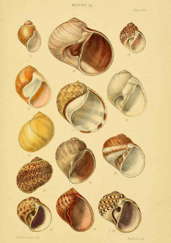 Reproducción/Reproduction 6103395818: Thesaurus conchyliorum, or, Monographs of genera of shells v.5 plates. London :Sowerby ...,1847-1887