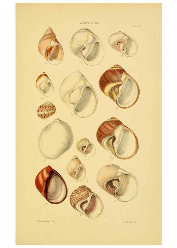 Reproducción/Reproduction 6103396032: Thesaurus conchyliorum, or, Monographs of genera of shells v.5 plates. London :Sowerby ...,1847-1887