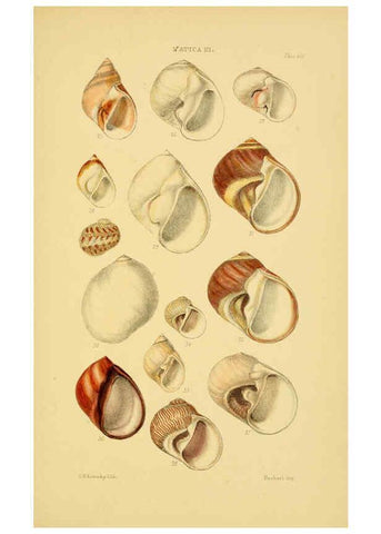Reproducción/Reproduction 6103396032: Thesaurus conchyliorum, or, Monographs of genera of shells v.5 plates. London :Sowerby ...,1847-1887