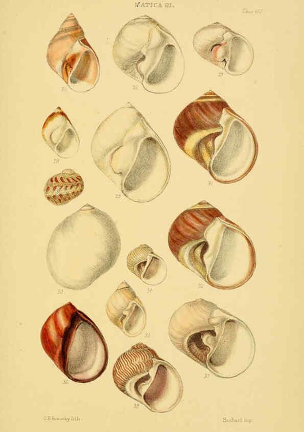 Reproducción/Reproduction 6103396032: Thesaurus conchyliorum, or, Monographs of genera of shells v.5 plates. London :Sowerby ...,1847-1887