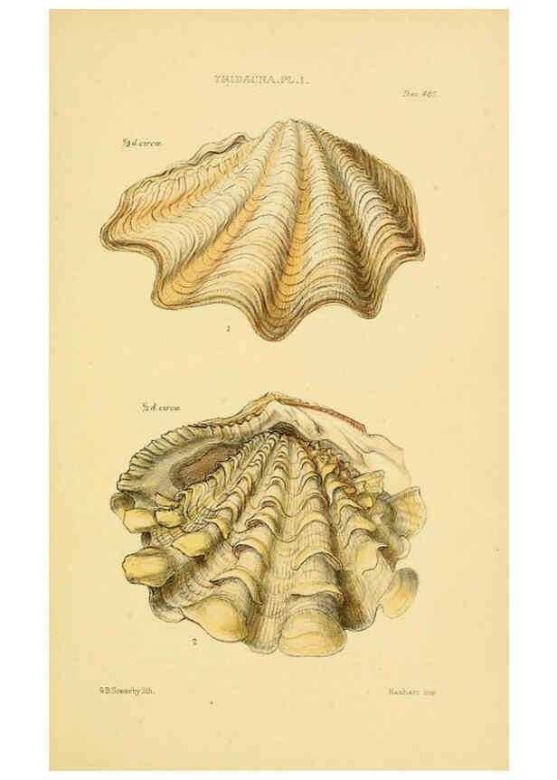 Reproducción/Reproduction 6103402806: Thesaurus conchyliorum, or, Monographs of genera of shells v.5 plates. London :Sowerby ...,1847-1887