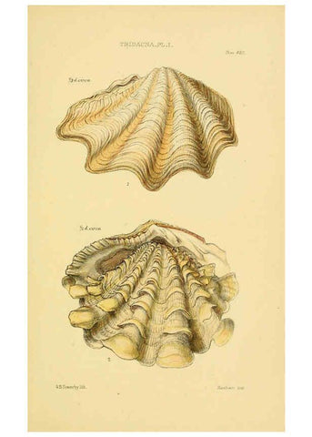 Reproducción/Reproduction 6103402806: Thesaurus conchyliorum, or, Monographs of genera of shells v.5 plates. London :Sowerby ...,1847-1887