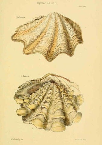Reproducción/Reproduction 6103402806: Thesaurus conchyliorum, or, Monographs of genera of shells v.5 plates. London :Sowerby ...,1847-1887