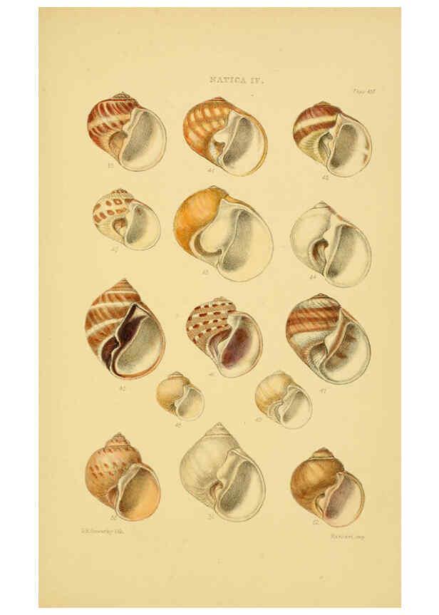 Reproducción/Reproduction 6103396272: Thesaurus conchyliorum, or, Monographs of genera of shells v.5 plates. London :Sowerby ...,1847-1887