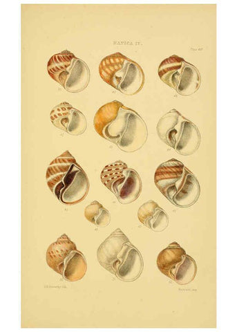 Reproducción/Reproduction 6103396272: Thesaurus conchyliorum, or, Monographs of genera of shells v.5 plates. London :Sowerby ...,1847-1887