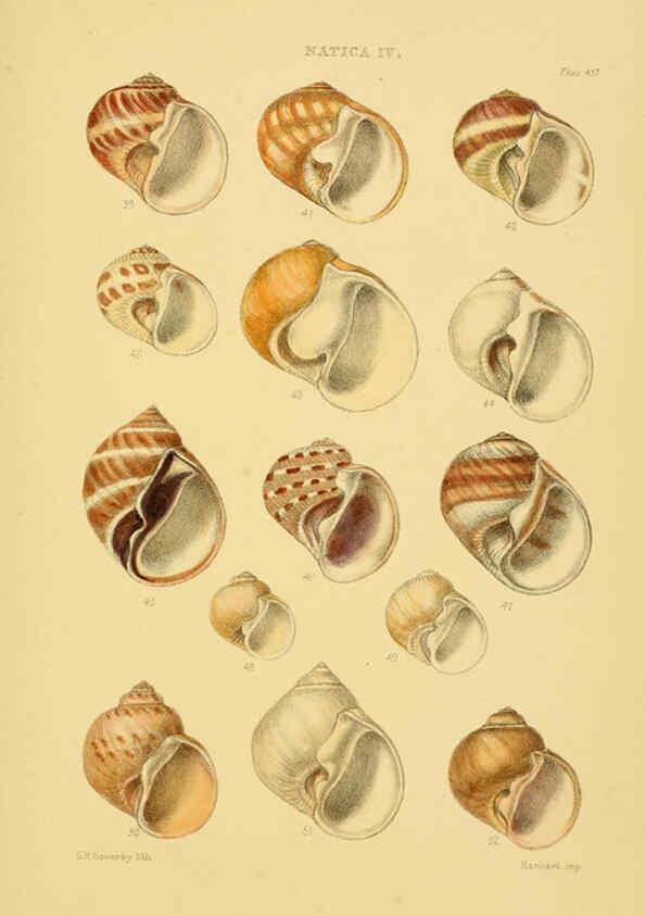 Reproducción/Reproduction 6103396272: Thesaurus conchyliorum, or, Monographs of genera of shells v.5 plates. London :Sowerby ...,1847-1887