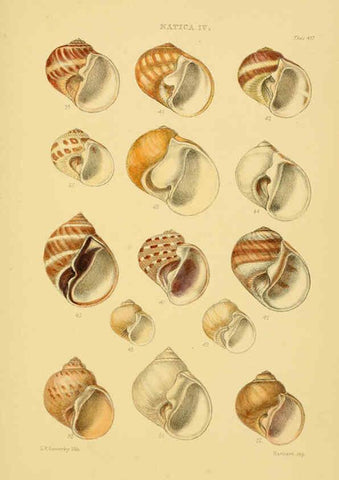 Reproducción/Reproduction 6103396272: Thesaurus conchyliorum, or, Monographs of genera of shells v.5 plates. London :Sowerby ...,1847-1887