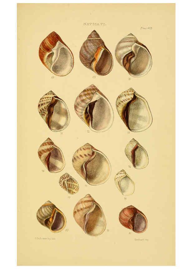 Reproducción/Reproduction 6103396650: Thesaurus conchyliorum, or, Monographs of genera of shells v.5 plates. London :Sowerby ...,1847-1887