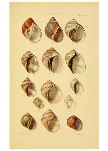 Reproducción/Reproduction 6103396650: Thesaurus conchyliorum, or, Monographs of genera of shells v.5 plates. London :Sowerby ...,1847-1887