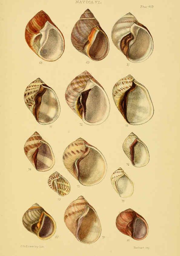 Reproducción/Reproduction 6103396650: Thesaurus conchyliorum, or, Monographs of genera of shells v.5 plates. London :Sowerby ...,1847-1887