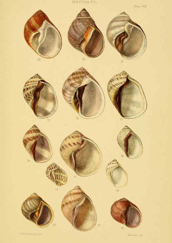 Reproducción/Reproduction 6103396650: Thesaurus conchyliorum, or, Monographs of genera of shells v.5 plates. London :Sowerby ...,1847-1887