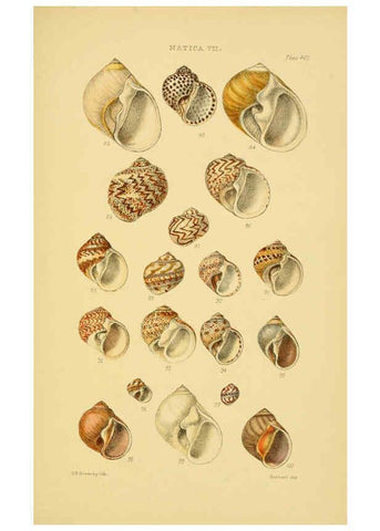 Reproducción/Reproduction 6102850659: Thesaurus conchyliorum, or, Monographs of genera of shells v.5 plates. London :Sowerby ...,1847-1887